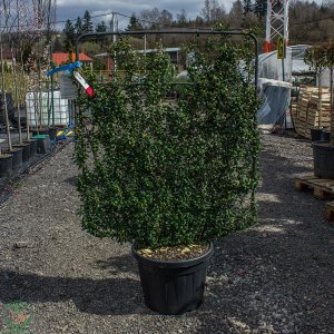 Cezmína vrúbkovaná (Ilex crenata) ´CAROLINE UPRIGHT´ - výška 120-130 cm, šírka 100 cm, kont. C70L (-18°C) ŠPALIÉRA